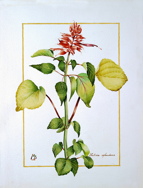Tavole Botaniche